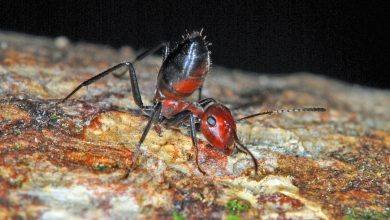Photo of Dari Bercocok Tanam Hingga Meledakkan Diri, Ini Fakta Menarik dari Semut