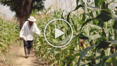 Photo of VIDEO: Menilik Potensi Pangan Jagung dari Kukar