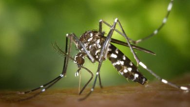 Photo of Upaya Diskes Tekan Angka Kasus Malaria di Kaltim