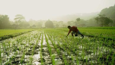 Photo of Produksi Ratusan Ribu Ton Tiap Tahun, Pertanian Kukar Disiram Anggaran Rp170 M