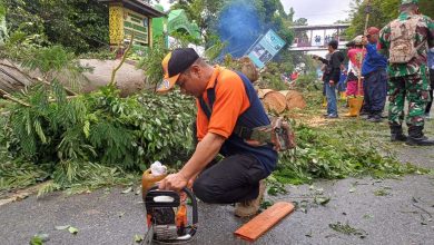 Photo of Tim Reaksi Cepat BPBD Samarinda Evakuasi Pohon Tumbang di Jalan Juanda