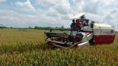 Photo of Sawah Menguning, Kambing Mengembik, Rapak Lambur Menuju Swasembada Pangan