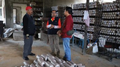 Photo of Desa Kerta Buana Kukar Berhasil Budidaya Jamur Tiram