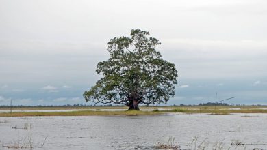 Photo of Saksi Bisu Peradaban Muara Enggelam Disulap Jadi Homestay