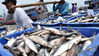 Photo of 11.475 Ton Ikan Laut: Kontribusi Samboja untuk Kukar