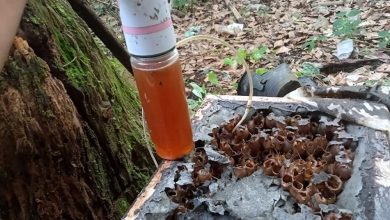 Photo of Madu Kelulut Angkat Ekonomi Desa Teluk Dalam, Produksi Tembus 200 Botol