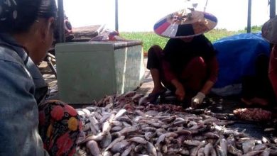 Photo of Produk Olahan Ikan dari Muara Muntai Tembus Pasar Jakarta dan Surabaya