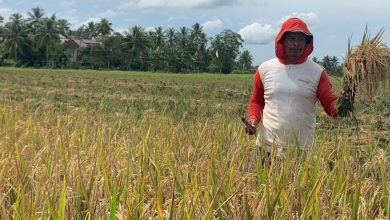 Photo of Kukar Perkuat Posisi sebagai Lumbung Padi Utama Kalimantan Timur